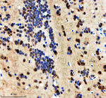 IHC staining of FFPE zebrafish brain tissue with Zebrafish Hnrnpd antibody. HIER: boil tissue sections in pH8 EDTA for 20 min and allow to cool before testing.