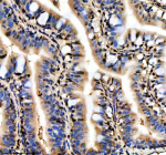 IHC staining of FFPE zebrafish colon tissue with Zebrafish Hnrnpd antibody. HIER: boil tissue sections in pH8 EDTA for 20 min and allow to cool before testing.
