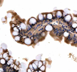 Immunohistochemical analysis of Srsf1a/b protein using Zebrafish Srsf1 antibody and paraffin-embedded zebrafish colon tissue. HIER: boil tissue sections in pH8 EDTA for 20 min and allow to cool before testing.