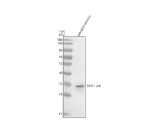 Western blot analysis of Srsf1a/b protein using Zebrafish Srsf1 antibody and zebrafish embryo tissue lysate. The predicted molecular weight of Srsf1a/b is 28 kDa.