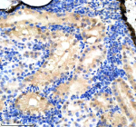 Immunohistochemical analysis of Srsf1a/b protein using Zebrafish Srsf1 antibody and paraffin-embedded zebrafish kidney tissue. HIER: boil tissue sections in pH8 EDTA for 20 min and allow to cool before testing.