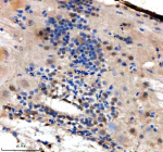 Immunohistochemical analysis of Srsf1a/b protein using Zebrafish Srsf1 antibody and paraffin-embedded zebrafish spinal cord tissue. HIER: boil tissue sections in pH8 EDTA for 20 min and allow to cool before testing.