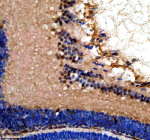 Immunohistochemical analysis of Srsf1a/b protein using Zebrafish Srsf1 antibody and paraffin-embedded zebrafish eye tissue. HIER: boil tissue sections in pH8 EDTA for 20 min and allow to cool before testing.
