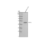 Western blot analysis of Ints12 protein using Zebrafish Ints12 antibody and zebrafish head tissue lysate. The predicted molecular weight of Ints12 is 49 kDa.