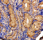 Immunohistochemical analysis of Ints12 protein using Zebrafish Ints12 antibody and paraffin-embedded zebrafish kidney tissue. HIER: boil tissue sections in pH8 EDTA for 20 min and allow to cool before testing.