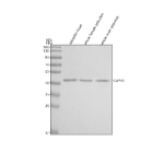 Western blot analysis of Gap43 protein using Zebrafish Gap43 antibody and 1) zebrafish head 2) whole female zebrafish and 3) whole male zebrafish tissue lysate. Predicted molecular weight ~25 kDa but commonly observed at ~43 kDa.