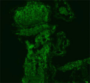 Immunofluorescent staining of FFPE zebrafish embryo tissue with Zebrafish ILF2 antibody (green). HIER: steam section in pH8 EDTA buffer for 20 min.