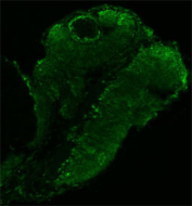 Immunofluorescent staining of FFPE zebrafish embryo tissue with Zebrafish ILF2 antibody (green). HIER: steam section in pH8 EDTA buffer for 20 min.