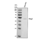 Western blot analysis of Zebrafish Bag5 protein using Zebrafish Bag5 antibody and whole zebrafish tissue lysate. Predicted molecular weight ~57 kDa and ~51 kDa.