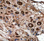 Immunohistochemical analysis of Metap2a/b protein using Zebrafish Metap2 antibody and paraffin-embedded zebrafish spinal cord tissue. HIER: boil tissue sections in pH8 EDTA for 20 min and allow to cool before testing.