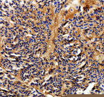 Immunohistochemical analysis of Metap2a/b protein using Zebrafish Metap2 antibody and paraffin-embedded zebrafish heart tissue. HIER: boil tissue sections in pH8 EDTA for 20 min and allow to cool before testing.