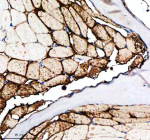 Immunohistochemical analysis of Metap2a/b protein using Zebrafish Metap2 antibody and paraffin-embedded zebrafish muscle tissue. HIER: boil tissue sections in pH8 EDTA for 20 min and allow to cool before testing.