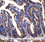 Immunohistochemical analysis of Metap2a/b protein using Zebrafish Metap2 antibody and paraffin-embedded zebrafish colon tissue. HIER: boil tissue sections in pH8 EDTA for 20 min and allow to cool before testing.