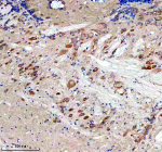IHC staining of FFPE zebrafish brain tissue with Zebrafish Eif4a2 antibody. HIER: boil tissue sections in pH8 EDTA for 20 min and allow to cool before testing.