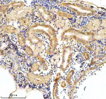 IHC staining of FFPE zebrafish kidney tissue with Zebrafish Eif4a2 antibody. HIER: boil tissue sections in pH8 EDTA for 20 min and allow to cool before testing.