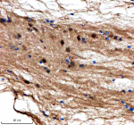 Immunohistochemical analysis of Suz12a/b protein using Zebrafish Suz12 antibody and paraffin-embedded zebrafish spinal cord tissue. HIER: boil tissue sections in pH8 EDTA for 20 min and allow to cool before testing.