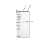 Western blot analysis of Adrm1 protein using Zebrafish Adrm1 antibody and 1) zebrafish head and 2) zebrafish embryo tissue lysate. Predicted molecular weight ~42 kDa.