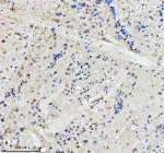 IHC staining of FFPE zebrafish brain tissue with Adrm1 antibody. HIER: boil tissue sections in pH8 EDTA for 20 min and allow to cool before testing.