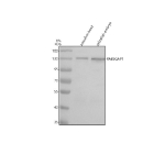 Western blot analysis of Rab3Gap1 protein using Zebrafish Rab3Gap1 antibody and 1) zebrafish head and 2) zebrafish embryo tissue lysate. Predicted molecular weight ~109 kDa, commonly observed at ~130 kDa.
