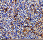 IHC staining of FFPE zebrafish spleen tissue with Zebrafish Rab3Gap1 antibody. HIER: boil tissue sections in pH8 EDTA for 20 min and allow to cool before testing.
