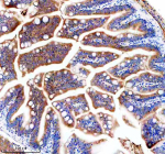 IHC staining of FFPE zebrafish colon tissue with Zebrafish Jab1 antibody. HIER: boil tissue sections in pH8 EDTA for 20 min and allow to cool before testing.