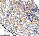 IHC staining of FFPE zebrafish kidney tissue with Zebrafish Jab1 antibody. HIER: boil tissue sections in pH8 EDTA for 20 min and allow to cool before testing.