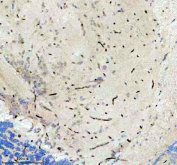 IHC staining of FFPE zebrafish brain tissue with Zebrafish Jab1 antibody. HIER: boil tissue sections in pH8 EDTA for 20 min and allow to cool before testing.