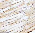 IHC staining of FFPE zebrafish skeletal muscle tissue with Ppp2ca antibody, HRP secondary and DAB substrate. HIER: boil tissue sections in pH8 EDTA for 20 min and allow to cool before testing.