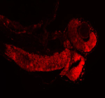 Immunofluorescent analysis of Histone H3 protein using Zebrafish Histone H3 antibody (red) and zebrafish embryo tissue. HIER: boil tissue sections in pH8 EDTA for 20 min and allow to cool before testing.