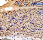 IHC staining of FFPE zebrafish liver tissue with Zebrafish Histone H3 antibody. HIER: boil tissue sections in pH8 EDTA for 20 min and allow to cool before testing.