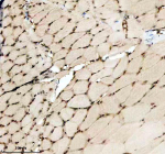 IHC staining of FFPE zebrafish muscle tissue with Zebrafish Histone H3 antibody. HIER: boil tissue sections in pH8 EDTA for 20 min and allow to cool before testing.