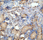 Immunohistochemical analysis of Dhx9 protein using Zebrafish Dhx9 antibody and paraffin-embedded zebrafish kidney tissue. HIER: boil tissue sections in pH8 EDTA for 20 min and allow to cool before testing.