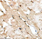 Immunohistochemical analysis of Dhx9 protein using Zebrafish Dhx9 antibody and paraffin-embedded zebrafish muscle tissue. HIER: boil tissue sections in pH8 EDTA for 20 min and allow to cool before testing.