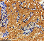 IHC staining of FFPE zebrafish heart tissue with Zebrafish Nova2 antibody. HIER: boil tissue sections in pH8 EDTA for 20 min and allow to cool before testing.