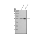 Western blot analysis of Nova2 protein using Zebrafish Nova2 antibody and zebrafish head and embryo tissue lysate. Predicted molecular weight ~51 kDa.