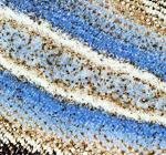 IHC staining of FFPE zebrafish eye tissue with Zebrafish Nova2 antibody, HRP secondary and DAB substrate. HIER: boil tissue sections in pH8 EDTA for 20 min and allow to cool before testing.