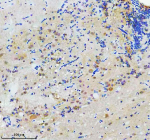 IHC staining of FFPE zebrafish brain tissue with Zebrafish Flotillin antibody, HRP secondary and DAB substrate. HIER: boil tissue sections in pH8 EDTA for 20 min and allow to cool before testing.