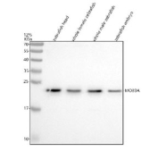 Western blot analysis of Mob3A/B/C protein using Zebrafish Mob3 antibody and 1) zebrafish head, 2) whole female zebrafish, 3) whole male zebrafish and 4) zebrafish embryo tissue lysate. Predicted molecular weight ~25 kDa.