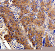 IHC staining of FFPE zebrafish pancreas tissue with Zebrafish CrkL antibody. HIER: boil tissue sections in pH8 EDTA for 20 min and allow to cool before testing.