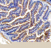 IHC staining of FFPE zebrafish colon tissue with Zebrafish CrkL antibody. HIER: boil tissue sections in pH8 EDTA for 20 min and allow to cool before testing.