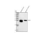 Western blot analysis of HPRT1 protein using Zebrafish Hprt1 antibody and zebrafish 1) head and 2) embryo tissue lysate. Predicted molecular weight ~25 kDa.