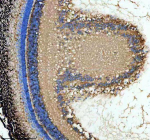 IHC staining of FFPE zebrafish retina tissue with Zebrafish Abce1 antibody, HRP-secondary and DAB substrate. HIER: boil tissue sections in pH8 EDTA for 20 min and allow to cool before testing.