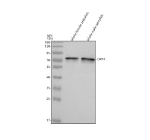 Western blot analysis of Opa1 protein using Opa1 antibody and 1) whole female zebrafish tissue lysate and 2) whole male zebrafish tissue lysate with Zebrafish Opa1 antibody. Predicted molecular weight ~111 kDa with multiple smaller isoforms from 81-95 kDa (human similarity).