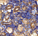 Immunohistochemical analysis of Stip1 protein using Zebrafish Stip1 antibody and paraffin-embedded zebrafish kidney tissue. HIER: boil tissue sections in pH8 EDTA for 20 min and allow to cool before testing.