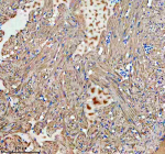 IHC staining of FFPE zebrafish heart tissue with Zebrafish Gbf1 antibody. HIER: boil tissue sections in pH8 EDTA for 20 min and allow to cool before testing.
