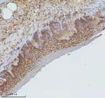 IHC staining of FFPE zebrafish esophagus tissue with Zebrafish Gnaq antibody, HRP secondary and DAB substrate. HIER: boil tissue sections in pH8 EDTA for 20 min and allow to cool before testing.