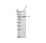 Western blot analysis of Atp6v1a protein using Zebrafish ATP6V1A antibody and zebrafish head tissue lysate. The predicted molecular weight of Atp6v1a is ~68 kDa.