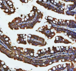 Immunohistochemical analysis of Atp6v1a protein using Zebrafish Atp6v1a antibody and paraffin-embedded zebrafish intestinal tissue. HIER: boil tissue sections in pH8 EDTA for 20 min and allow to cool before testing.