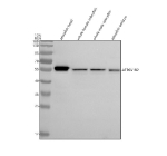 Western blot analysis of Atp6v1b2 protein using Zebrafish Atp6v1b2 antibody and 1) zebrafish head, 2) whole female zebrafish, 3) whole male zebrafish and 4) zebrafish embryo tissue lysate. Predicted molecular weight ~57 kDa.