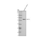 Western blot analysis Mettl3 protein using Zebrafish Mettl3 antibody with zebrafish embryo tissue lysate. The predicted molecular weight of Mettl3 is ~64 kDa.
